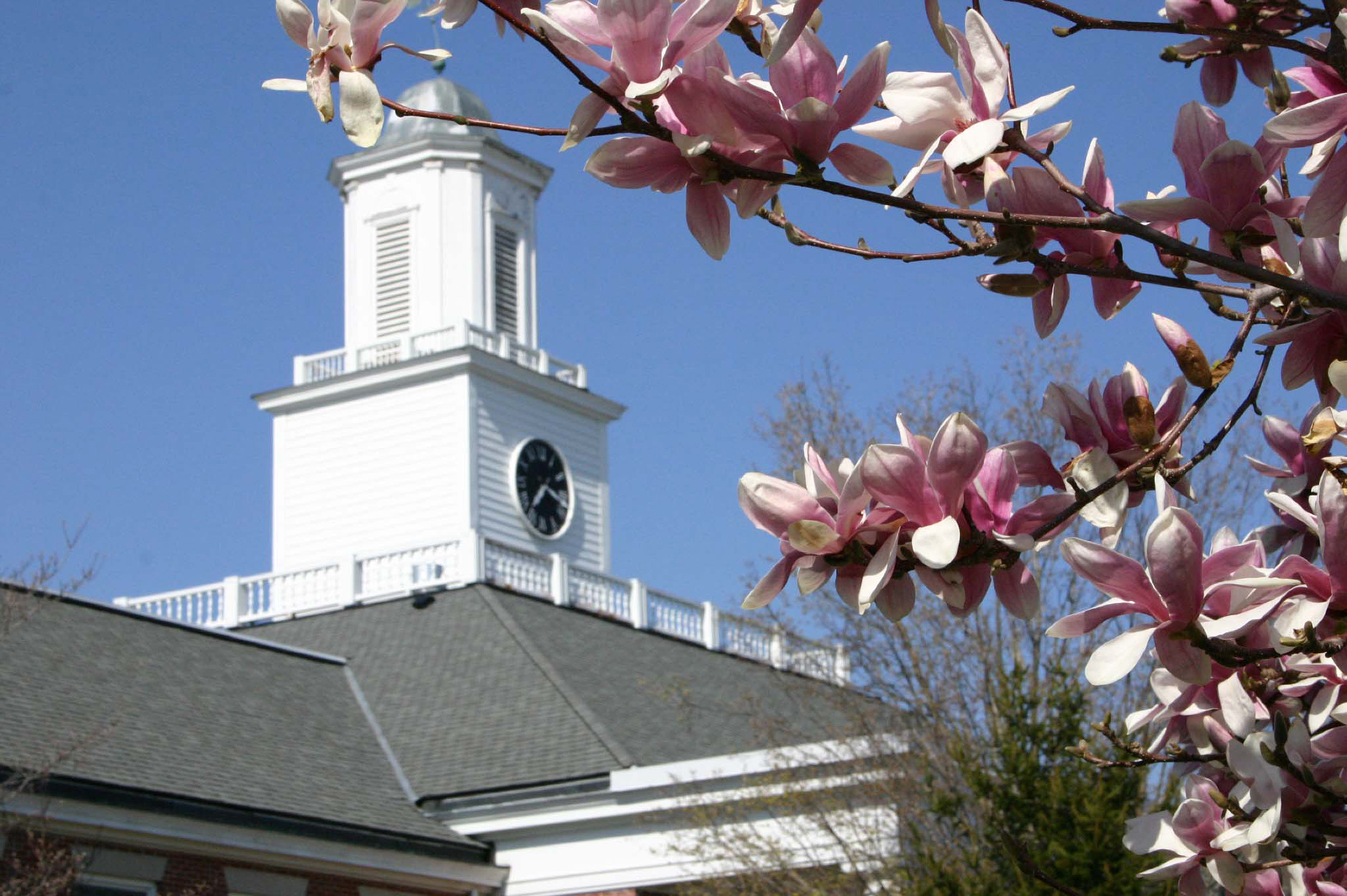a school steeple through magnolia flowers
